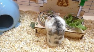 Переезд  хомячка Кузи / Кот Василий просит подарок / Алиса Изи Петс / Alisa Easy Pets