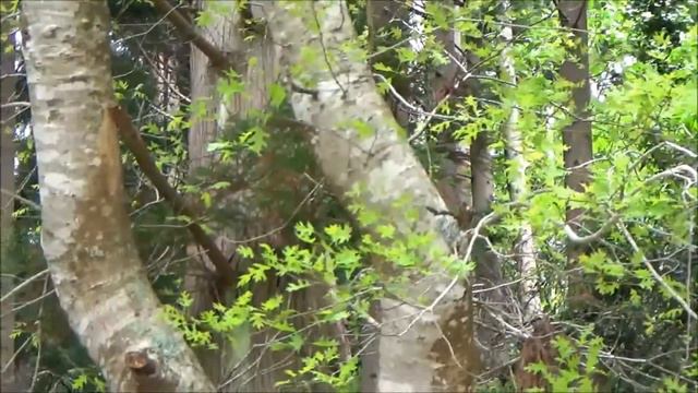 Азоры: озеро Sete Cidades смотреть онлайн