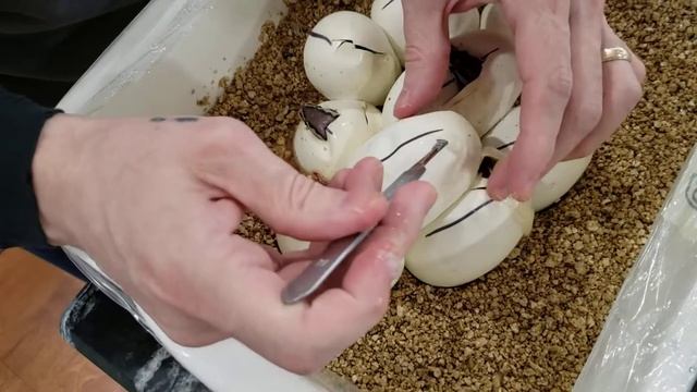 Mojave x PG Ball python egg cutting - part 1 смотреть онлайн