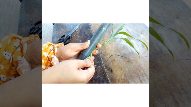 স্পাইরাল লাকি বাম্বু /Lucky Bamboo Spiral Stalks /How to shape lucky bamboo /Lucky Bamboo Decoratio смотреть онлайн