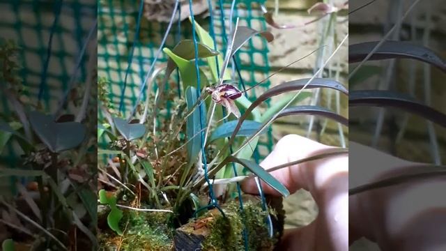 Как ухаживать за орхидеей Masdevallia Nidifica?