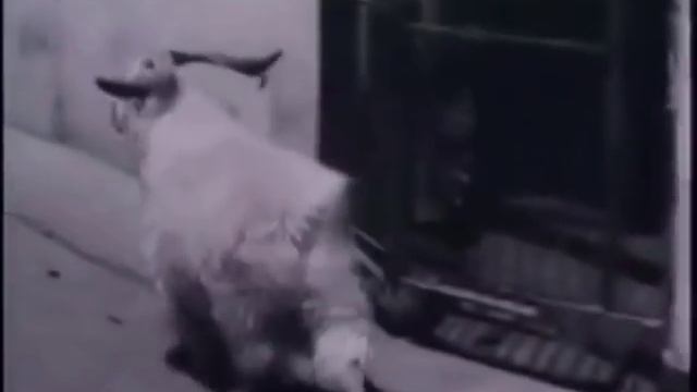 Pink Floyd Animals Sheep Пинк Флойд Животные Бараны смотреть онлайн