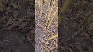 Посів соняшника сівалкою СЗ-5.4 . Посев подсолнуха сеялкой СЗ-5.4