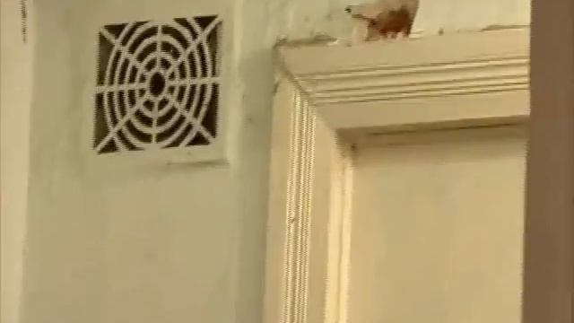 "Трава у дома" г. Ровно 2008 год смотреть онлайн