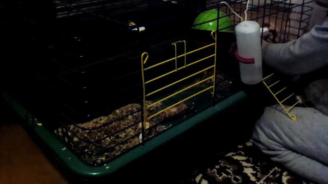 Принадлежности в клетку кролика!Как расчёсывать!2