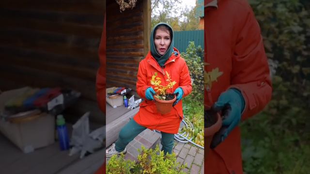 Самое лучшее время года для укоренения #блогсадовода #укоренение смотреть онлайн