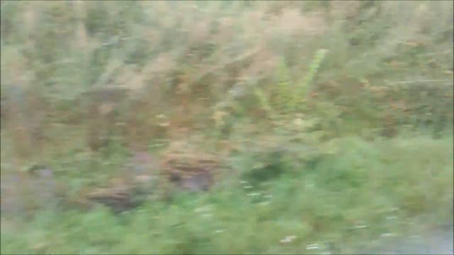 Train In BelaruS (120 КМ/Ч) смотреть онлайн