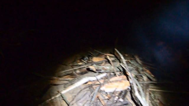 Ночь на пляже в лесу 💦🔥 Лето2020🌲🌳 смотреть онлайн