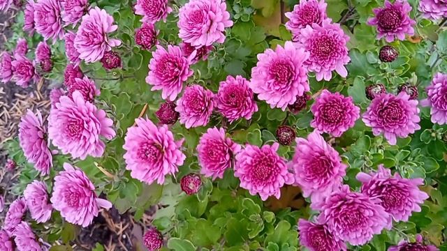 Хризантеми в саду Михайла Коцюбинського смотреть онлайн