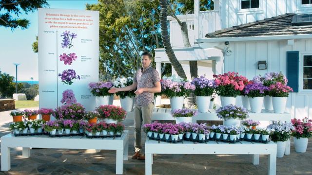 Phlox perennial program смотреть онлайн