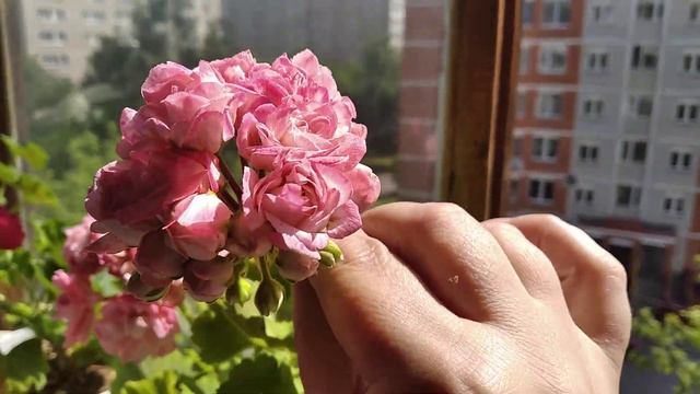 Пеларгонии 03.07.21 смотреть онлайн