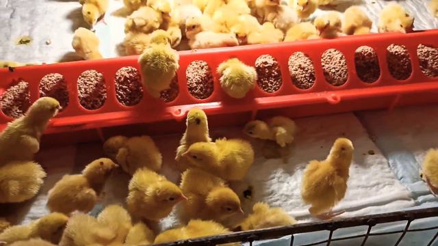 Инкубация завершилась, пересадила перепелов в брудер | ЛПХ Курочка смотреть онлайн