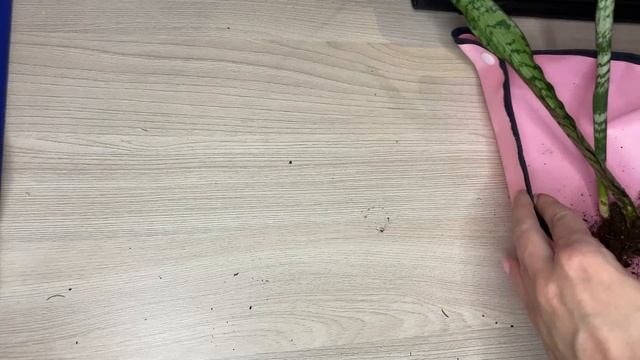 Пересадка Сансевиерии дома // Replanting Sansevieria Into New Pot // Сансевиерия на подоконнике