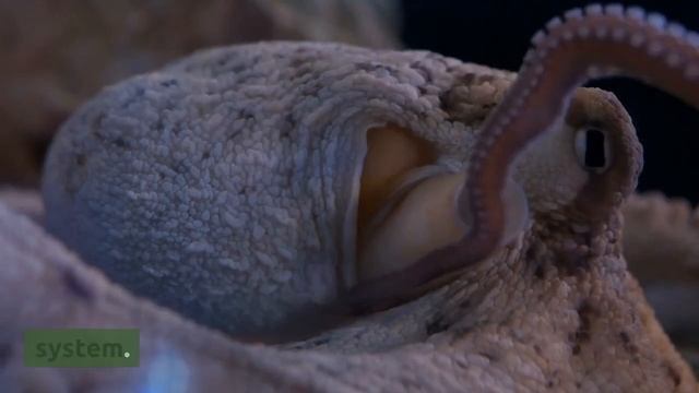 Unlocking the Healing Powers of Usnea: Everything You Need to Know смотреть онлайн