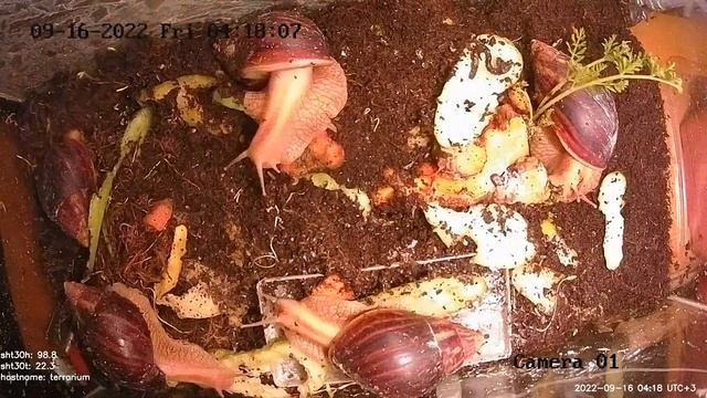 Ахатины: морковь и кабачки Timelaps