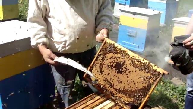 Озёрские пчёлы смотреть онлайн