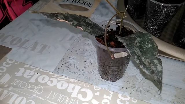 Хойи   Теплички    Наводим порядок