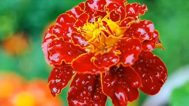 Клип на песню А.Ермолова «Сегодн� смотреть онлайн