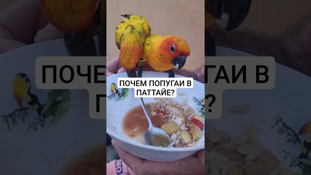 Попугаи пожаловали к нам на ужин . #попугаи #паттайя2023 смотреть онлайн