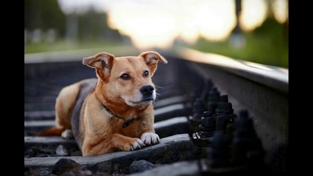 Стихи о рыжей дворняге Э.Асадов смотреть онлайн