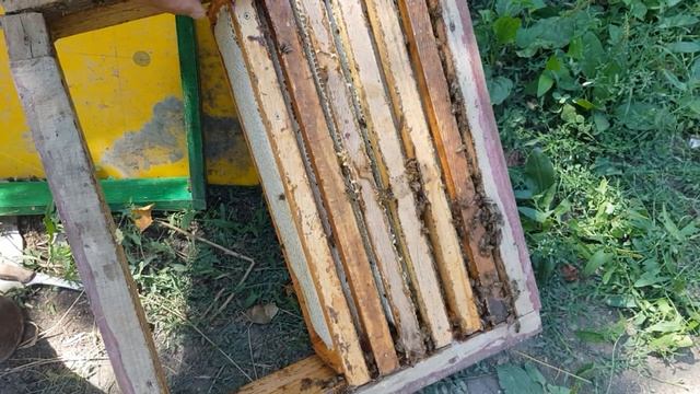 Сбор Мёда Дагестане - Как Развился Купленный Пчелопакет смотреть онлайн
