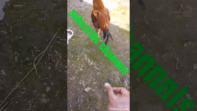 Big Java aseel 50 year old смотреть онлайн