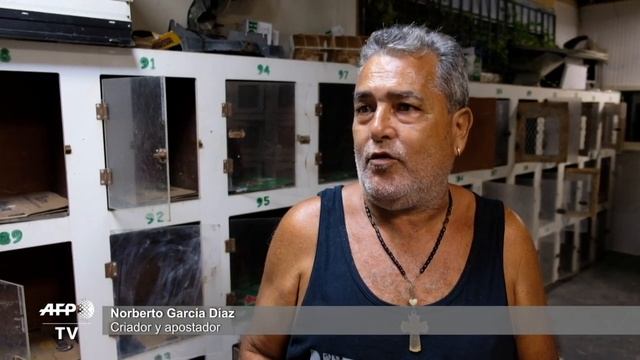 Puerto Rico defiende las peleas de gallos de la prohibición de EEUU | AFP смотреть онлайн