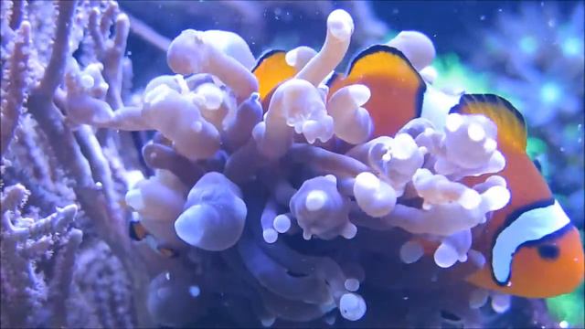 Meet the Parents. Part 2. смотреть онлайн