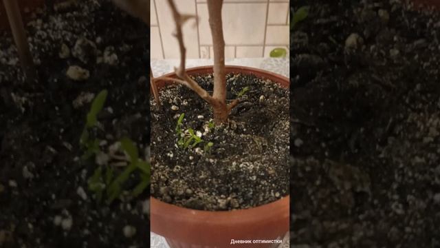 Питахайя из семян, фейхоа и манго видео от 23 мая смотреть онлайн