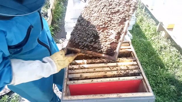 От пчелопакета до семьи. Часть 3.(Две недели спустя) смотреть онлайн