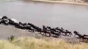 Великая миграция животных в Танзании продолжается. Антилопы Гну переходят реку с крокодилами.
