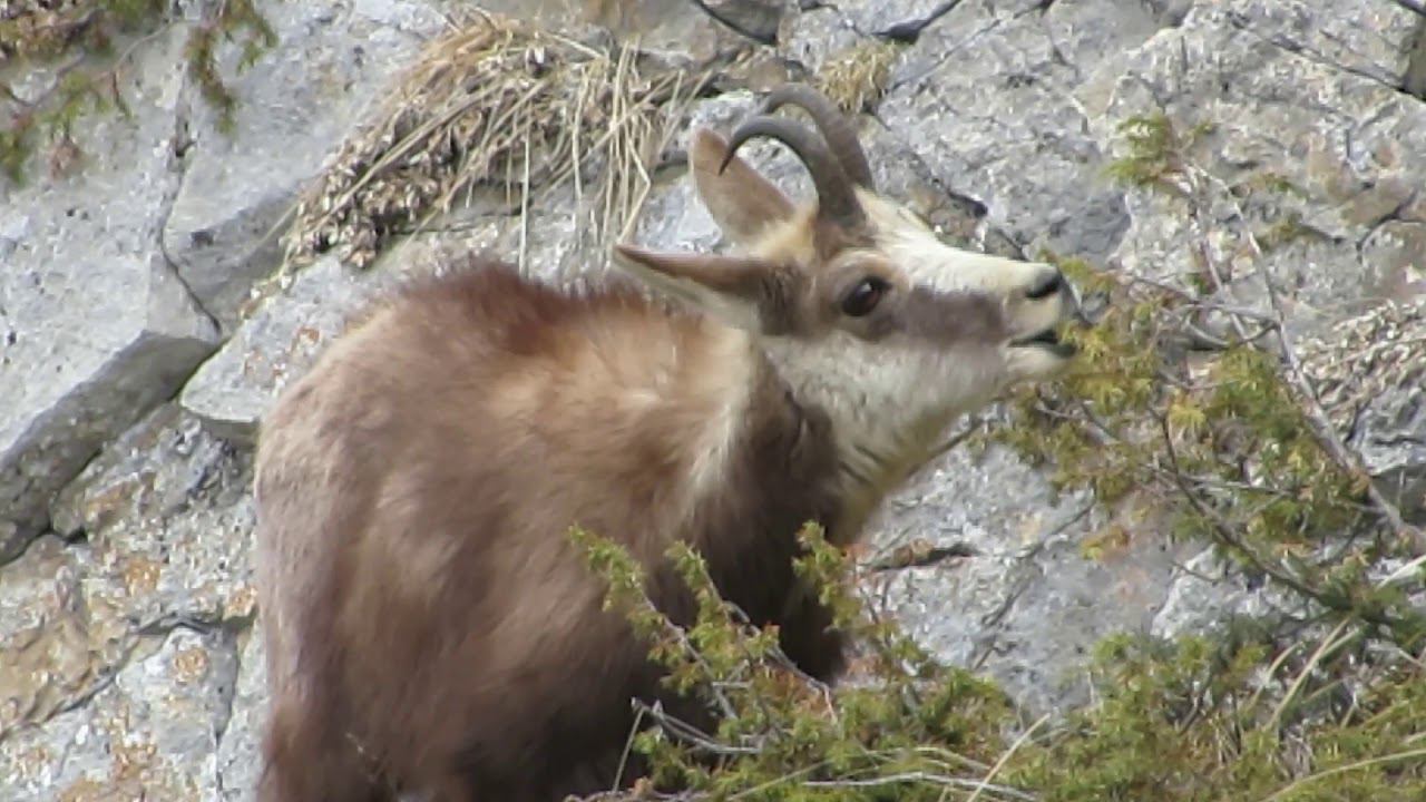 Эко стражи Сычъи - горная кавказская серна смотреть онлайн