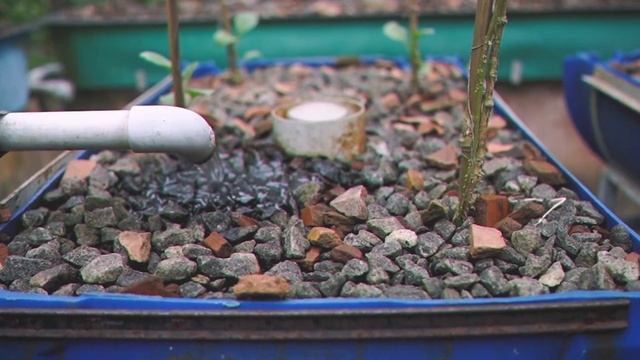 Growing Plants without Soil: A Beginner's Guide to Aquaponics смотреть онлайн