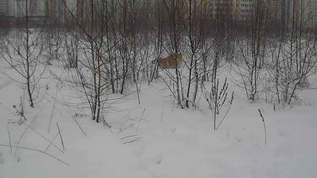 SAM 1240 смотреть онлайн