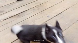 Русско-Европейская лайка Рутька. 2 месяца