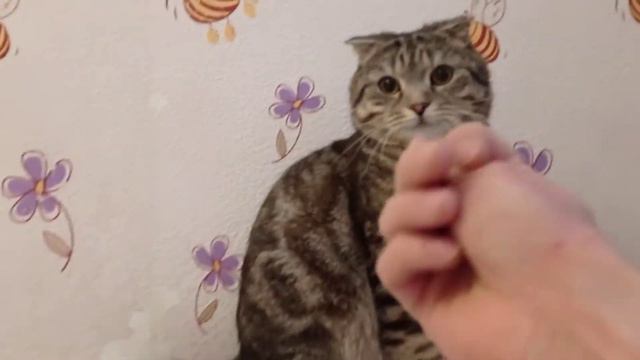 кот дерется с хозяином)Пушистый разбойник) смотреть онлайн