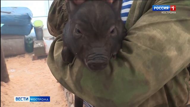 Россельхознадзор напоминает гражданам о опасности приобретения животных без ветеринарных документов смотреть онлайн