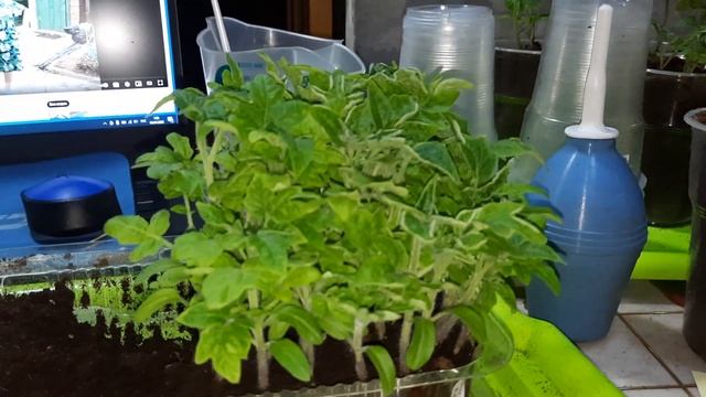 Продолжаю наблюдать за гномами. Из каких семян рассада лучше? смотреть онлайн