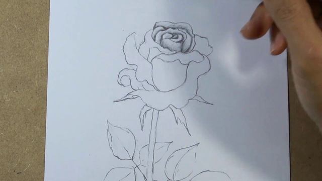 How to draw a realistic rose step by step | Pencil смотреть онлайн