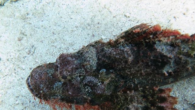 Шарм-эль-шейх 2024