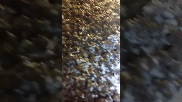 Выращивание шампиньонов. Начало шока. Завязывание гриба. смотреть онлайн