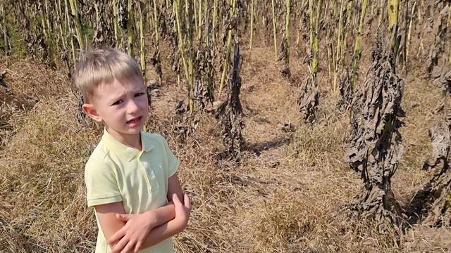 Поле подсолнухов перед сбором урожая. смотреть онлайн