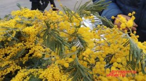 Как сделать так, чтобы мимоза дольше простояла