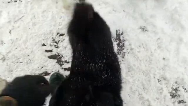 Бой и Буран 5.5 месяцев и Муха 2.3 года. смотреть онлайн