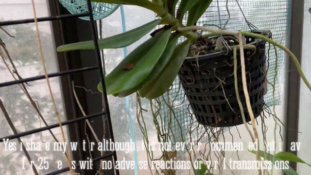 AN ORCHID A DAY EP 290 DEALING WITH ORCHIDS IN EXTREME HEAT #orchidgreenhouse смотреть онлайн