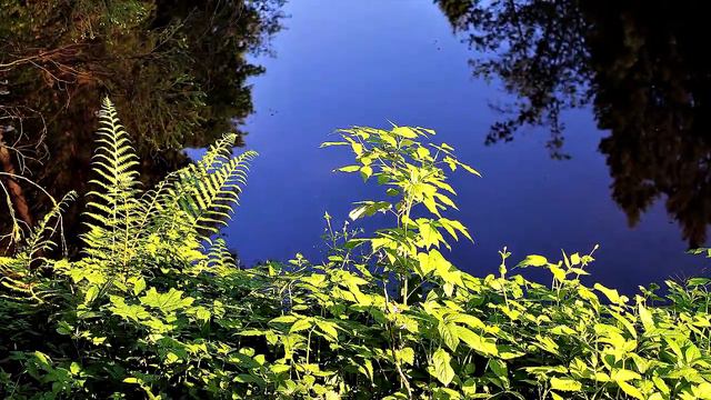 Пение птиц. Лесопарк "Изумрудные холмы" смотреть онлайн