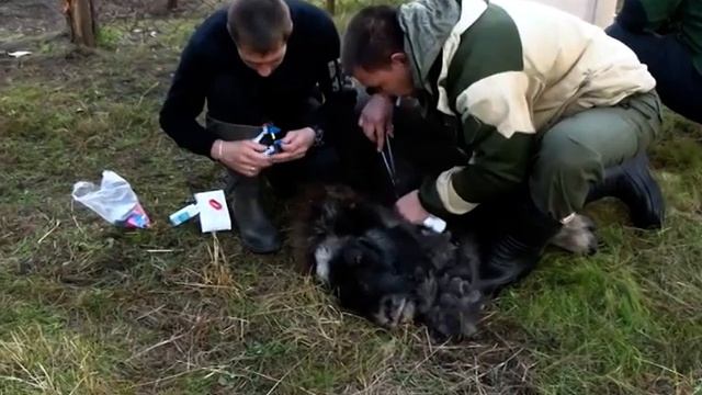 Отлов овцебыков для фермы смотреть онлайн
