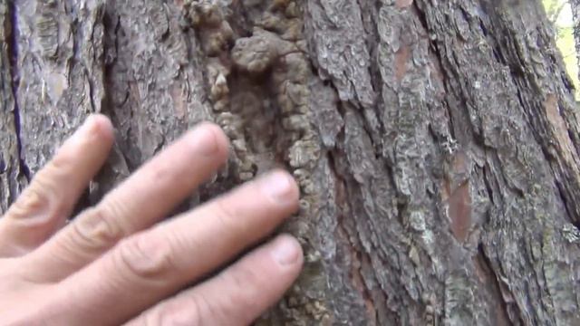 Кедровая ЖИВИЦА в Девственной Тайге - Продолжение Рыбалки ссылка в Описании - 18-30 м Кедровая смол смотреть онлайн