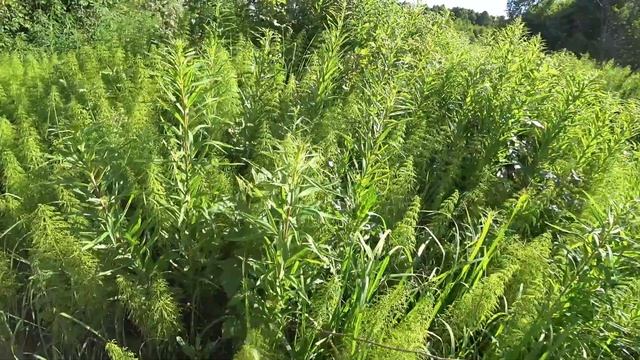 Иван чай, таволга, заготовки. смотреть онлайн