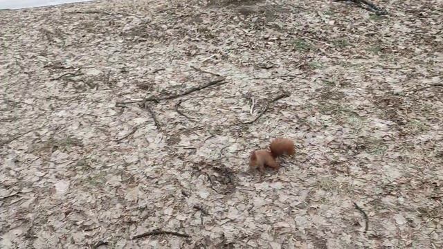 Белки не нутрят сухпай смотреть онлайн